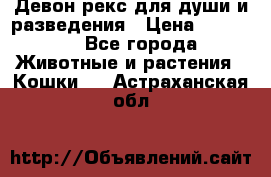 Девон рекс для души и разведения › Цена ­ 20 000 - Все города Животные и растения » Кошки   . Астраханская обл.